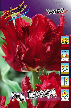 Tulipa Red Lizzard